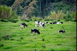 南美小国抢了澳大利亚的生意：全国50%牛肉卖给中国，还嫌不够